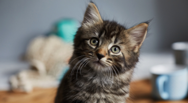 D T Zijn De Populairste Kattennamen Van Het Afgelopen Jaar