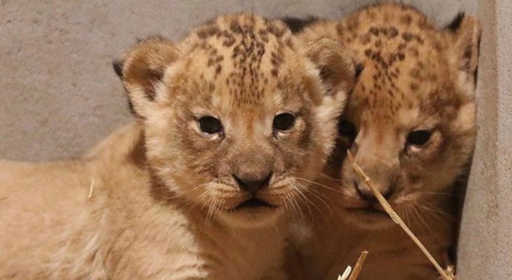 Welpjes In Dierenpark Amersfoort