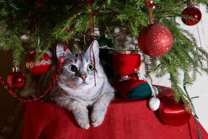 Grey Cat Lying On A Table Under A Christmas Tree