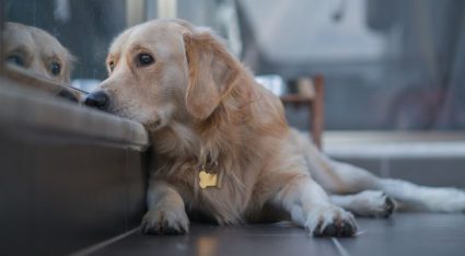 Honden rouwen