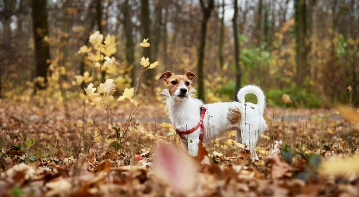 herfstwandelingen Nederland