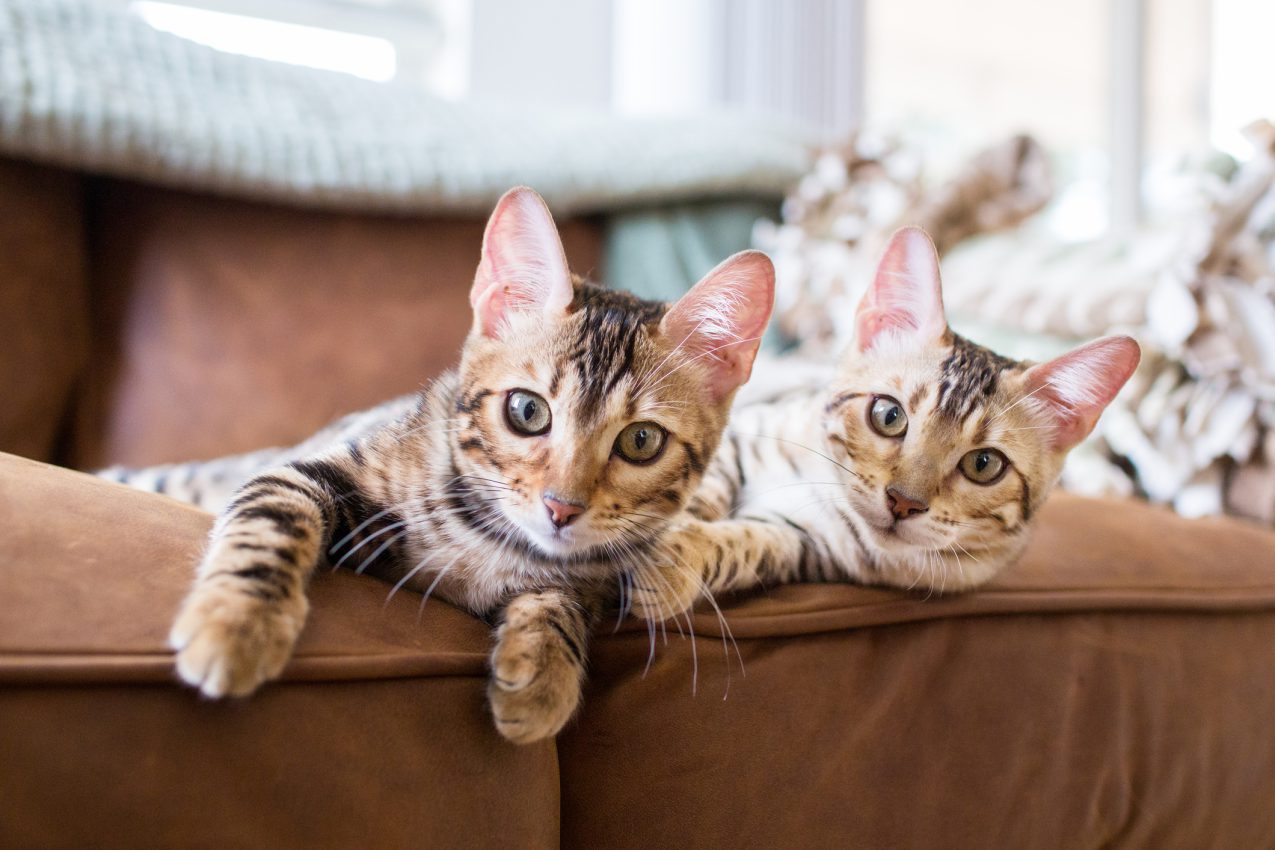 Nieuwe kat laten wennen aan andere kat