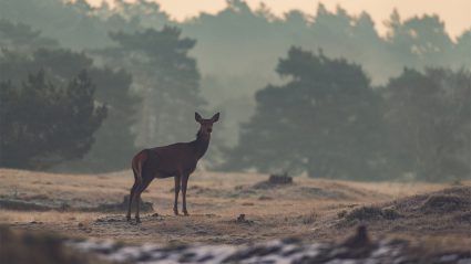 het weer in januari