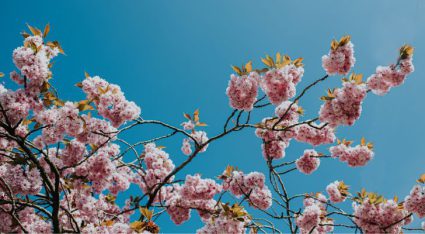 Weersverwachting van de lente