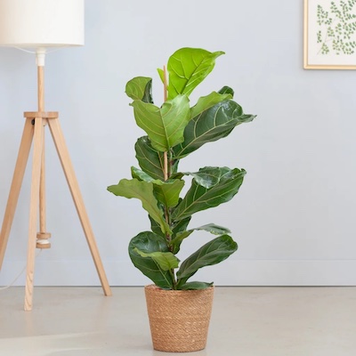 Ficus Lyrata P21 Lifestyle