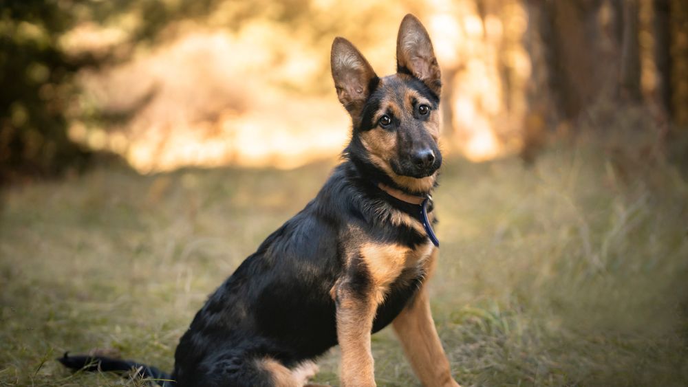 Bijzonder: vermiste hond Luca na 5 jaar terug bij haar baasjes