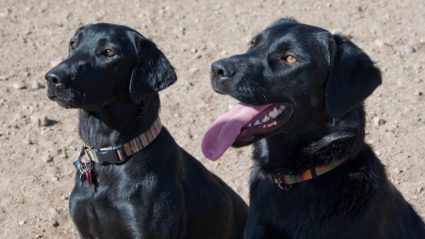 Zielig: 2 honden achtergelaten in de stromende regen op Ameland