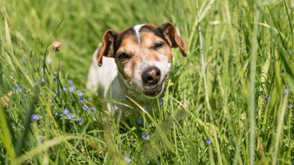 hond eet gras waarom eten honden zoveel gras? waarom eten sommige honden gras?