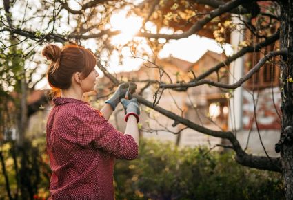 snoeien in maart: vrouw snoeit appelboom