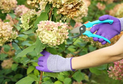 Hortensia Snoeien