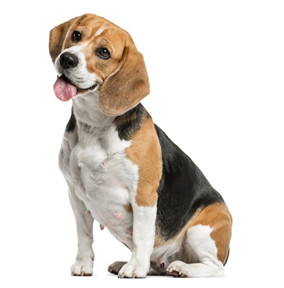 Beagle 