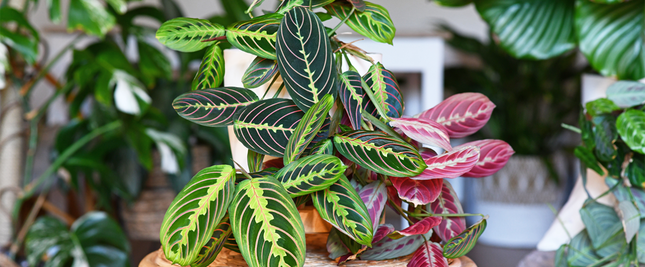 Calathea Verzorgen