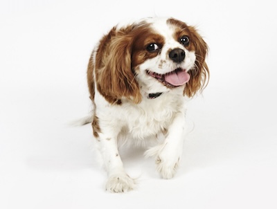 Cavalier King Charles Spaniel kleine hond