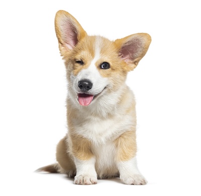 Corgi