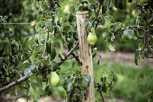 Hoe een perenboom leiden? Heeft een perenboom veel zon nodig?
