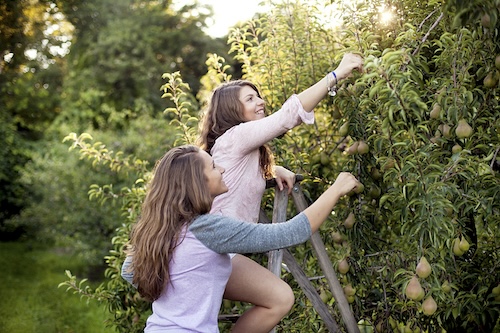 Hoe perenboom snoeien? Welke mest voor perenboom?