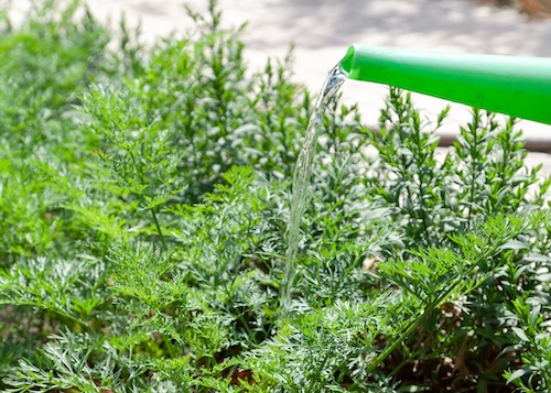 Hoe verzorg ik een taxus? Welke maand taxus bemesten? Hoe vaak taxus bemesten?