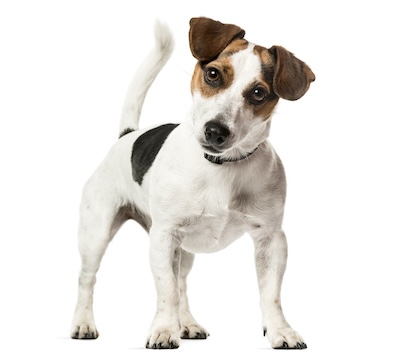 Jack Russell Terrier kleine hond