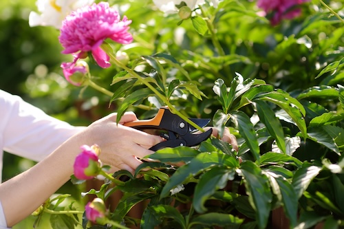 pioenroos snoeien Hoe krijg ik meer bloemen in de pioenroos? Hoe verzorg ik een pioenrozen plant?