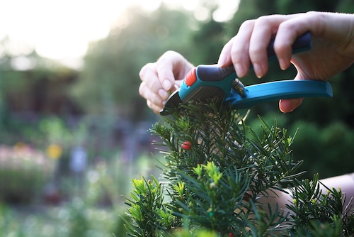 Kan je taxus snoeien in de zon?
Hoe taxus inkorten?