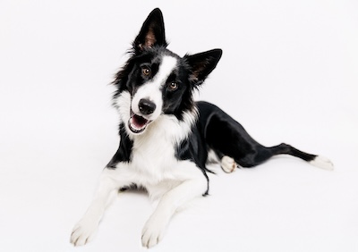 Actieve honden: Border collie