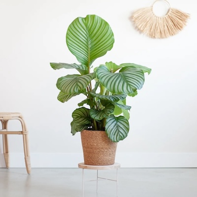 Calathea Orbifolia