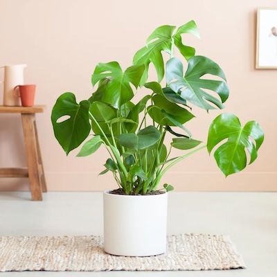 Monstera Deliciosa in een witte plantenpot