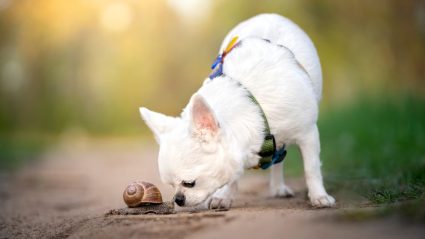 Honden- en kattenbaasjes opgepast: slakken kunnen erg gevaarlijk zijn