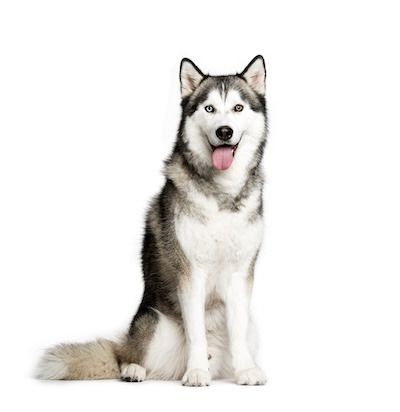 Siberische Husky
