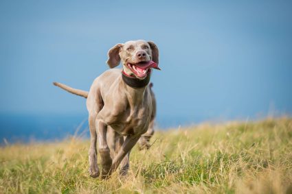 Actieve Hondenrassen: weimaraner die in de natuur rent