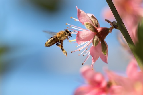 bijen naar je tuin lokken