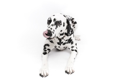 Dalmatier