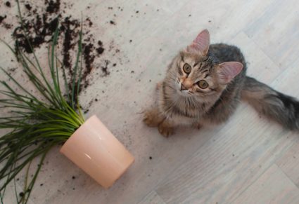 Kat Heeft Plant Omver Gegooid