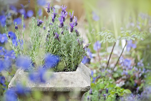 onderhoudsvrije tuin met lavendel