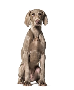 Weimaraner