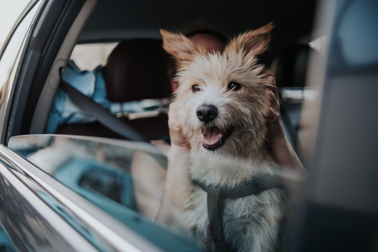 Hond last van wagenziekte? Dit kun je ertegen doen