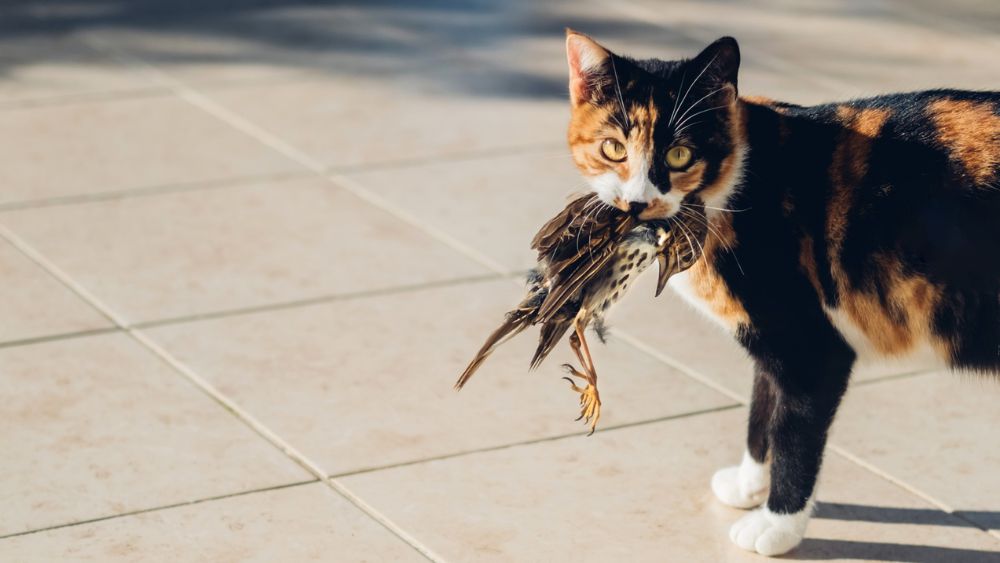 Om déze reden neemt je kat prooien mee naar binnen (en dit kun je ertegen doen)