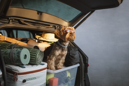 zwarte zaterdag: volgepakte auto en hond