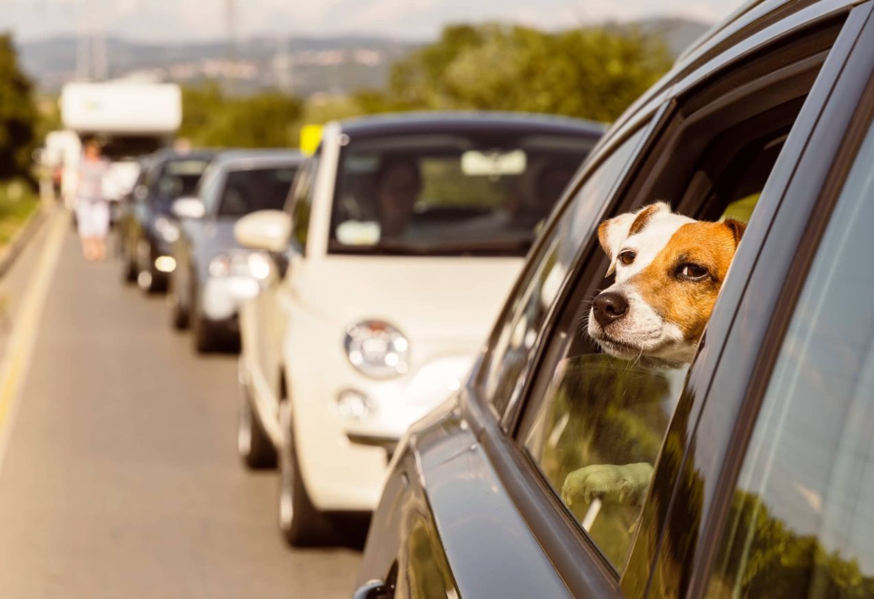 Zwarte Zaterdag: vakantie file, hond in auto