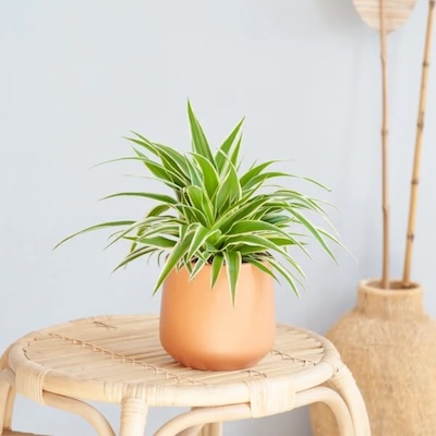 Chlorophytum Comosum P12 Lifestyle 600x600