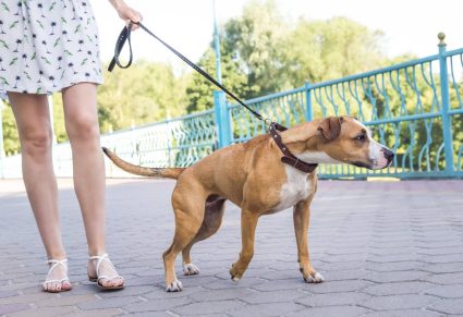 Hond Blijft Trekken Aan De Lijn: ongetrainde hond die aan de lijn trekt, persoon die de hond niet onder controle heeft