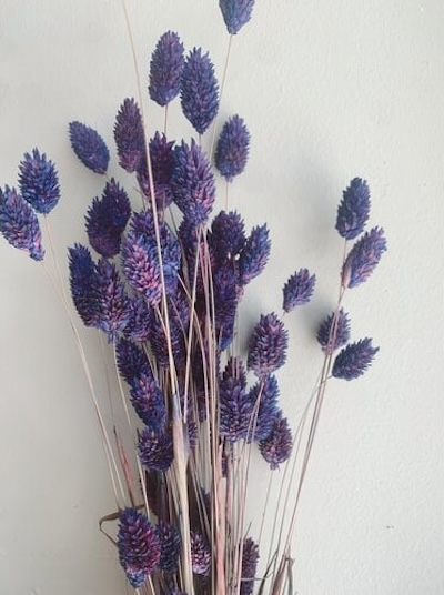 Phalaris Purple Gedroogde Bloemen: eclectisch interieur