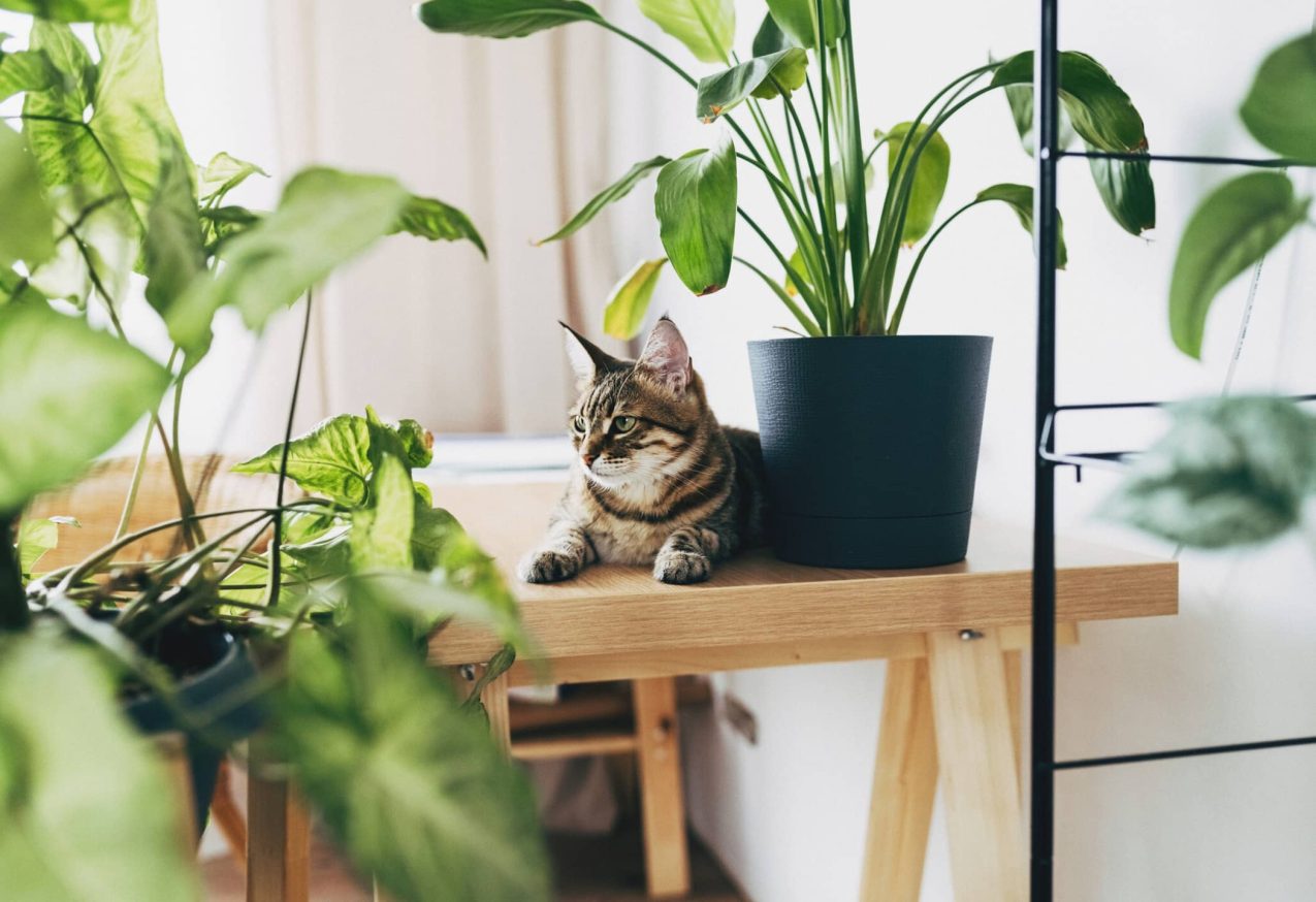 Slimme Plantenpotten: kamerplanten met een kat die op een tafeltje ligt