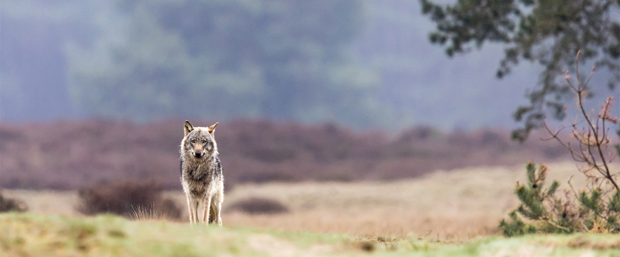 Wolf Utrechtse Heuvelrug