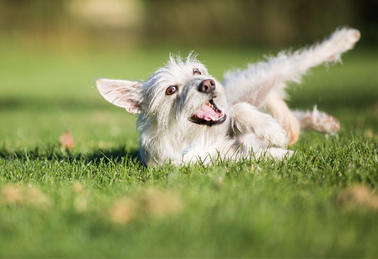 Hond Is Aan Het Rollen In Het Gras