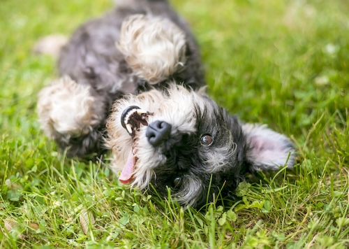 Hond is aan het rollen in het gras