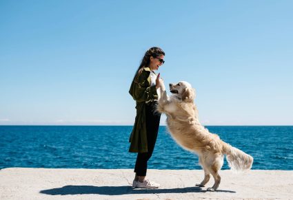 Hond Opspringen Tegen Vrouw