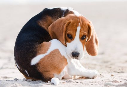 Hond Schuurt Met Kont Over De Grond