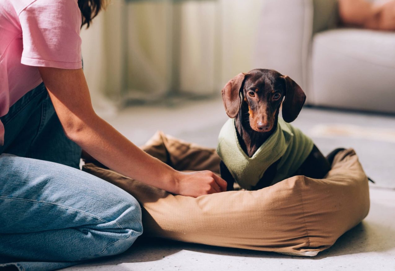 Honden Rondjes Draaien In Mand