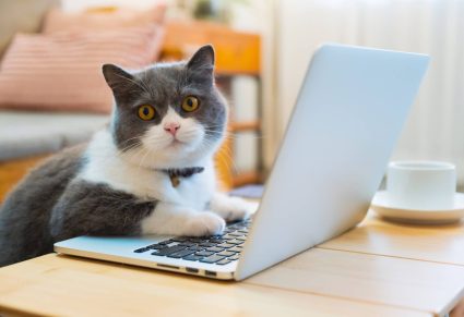 Katten Op Je Laptop: Britse korthaar kat ligt voor de computer en doet alsof hij werkt